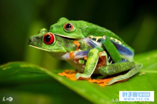 旅行青蛙背后的现实世界之旅行青蛙与马克思