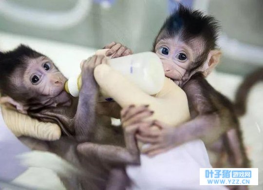 ������ֻ��ϸ����¡�����й���������������