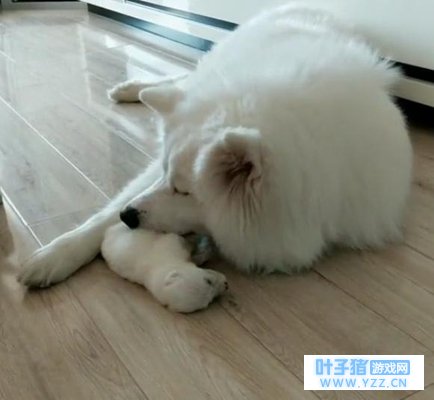 小萨摩耶夭折离世,萨摩耶妈妈守着尸体不愿