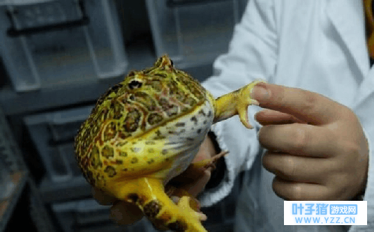 ����������"��������", �����������ֵ����