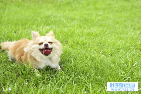 狗在一个国家被奉若神明待遇比人还好!