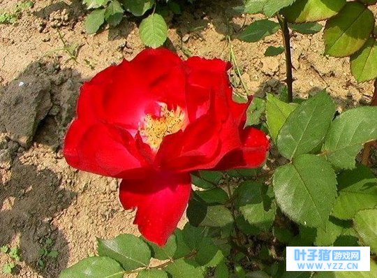 �������ֹ���Ļ��䣬��һ�־Ͱ��Ҿ�����