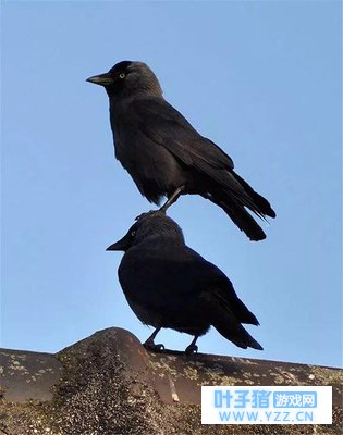 ��èѹ����β�ͣ���ѻ�Ƕ�������Ķ�����֮