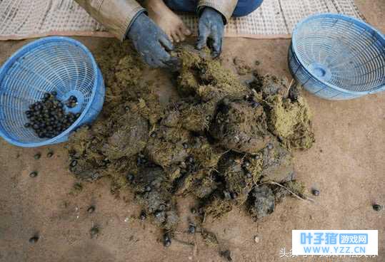 这里的村民拾取大象粪便,挑出的东西价值还