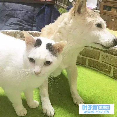 还记得那只16岁的老年痴呆柴犬吗?如今它又