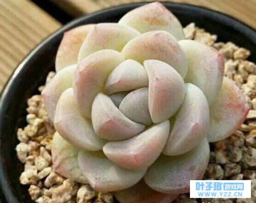 90����Ů����Ϊ�����ַ��֣�����ص���Ϊ��