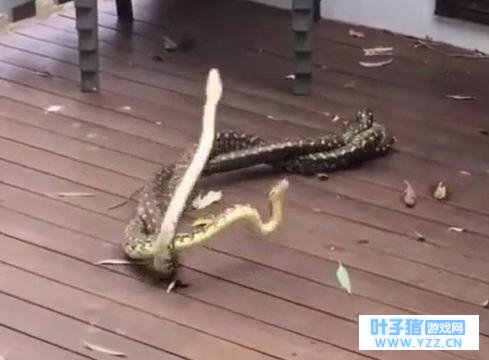 大蛇互相缠绕犹如跳“交际舞”,竟然是为争