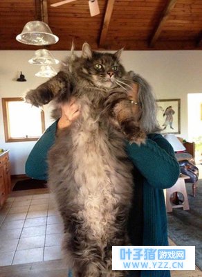 世界上最大的猫都在这了,撸猫的最高境界