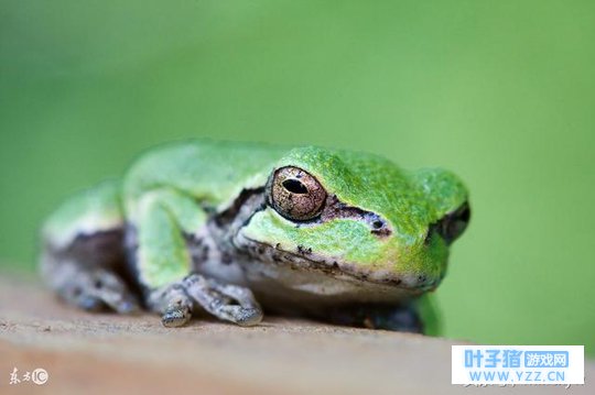 青蛙旅行:也许我是缺了点什么……