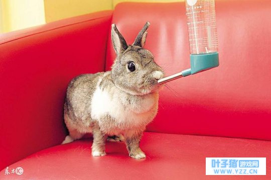 春节前惹祸了(兔朋友)你惹祸了,要摊上“