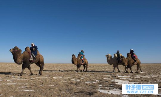 骑着聪明的苏尼特右旗骆驼旅行 比养旅行青