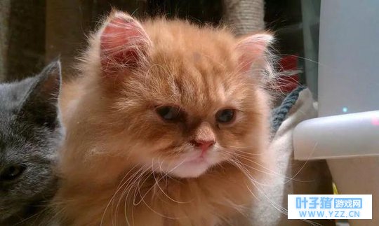 铲屎官最近在沉迷旅行的蛙,猫咪很生气