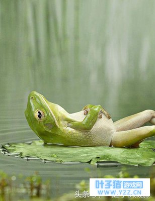 朋友圈被这只青蛙刷了屏,但是这些大师级青