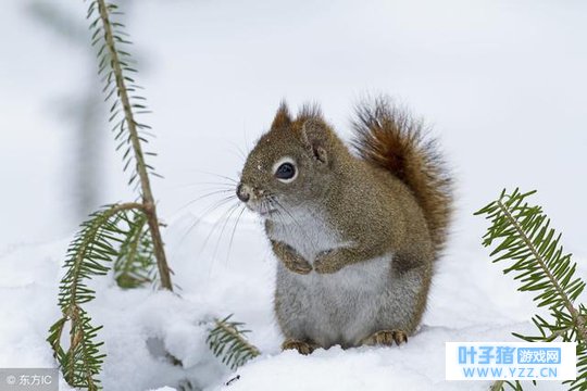 1960�ꡰ�����ѡ���뱲�ӵ����٣������п�