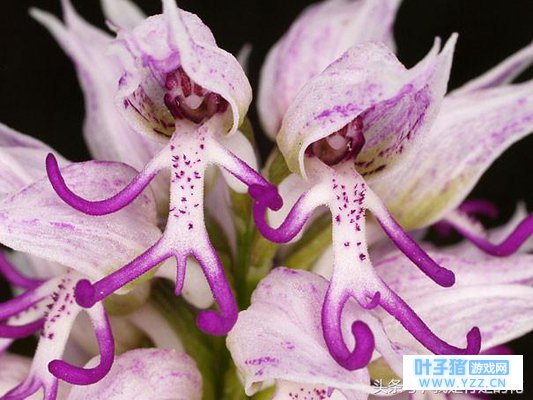 全球最猥琐的植物,一旦开花就引得众人围观