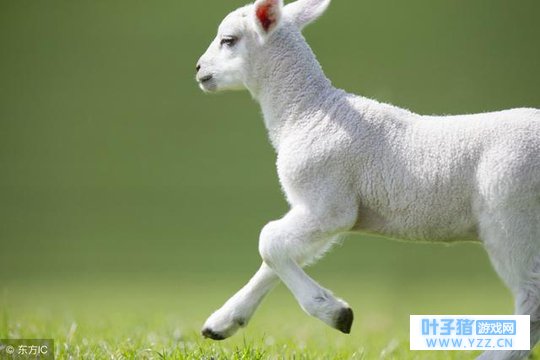 大金羊:明天是你们的“翻盘日”!再忙也要