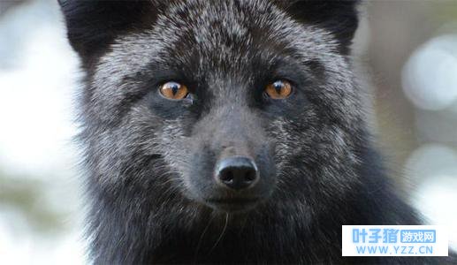 《非人学园》脑洞大开 玩家DIY英雄黑狐介绍