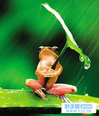 被青蛙王子“强抱”的公主,青蛙儿子旅行抱